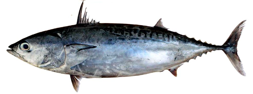 Auxis rochei rochei_06.jpg